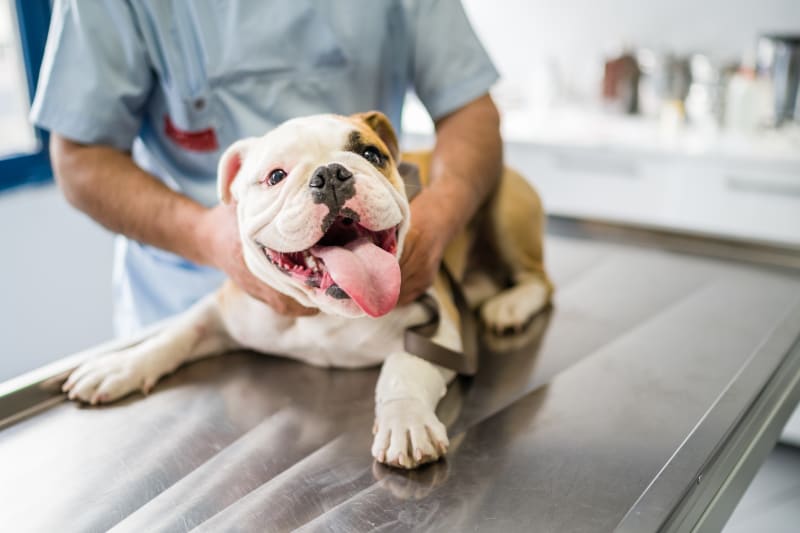 Learning To Identify Standard Dog Diseases And Symptoms